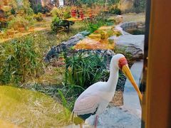 -熊猫自助餐厅.萌趣城堡(长隆熊猫酒店)