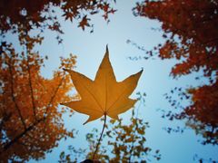 -遵化市禅林寺古银杏风景园