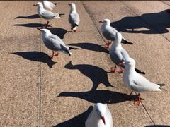 -悉尼歌剧院