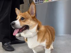 -伟伟宠物医院·CT影像中心·瑞派犬猫综合性门诊(汉口总院)