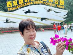 -西双版纳原始森林公园