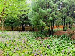 -滨河世纪广场公园