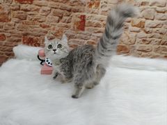 -1013 PET SHOP精品宠物商店(丁香店)