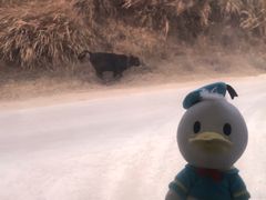 -大京沙滩