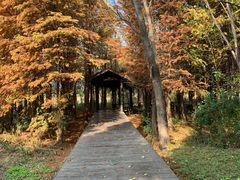 -溱湖国家湿地公园