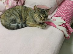 -美联众合动物医院·24h转诊中心