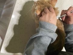 -瑞鹏瑞爱宠物医院·全科·猫科·血液透析中心(龙头寺店)