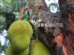 -中国科学院西双版纳热带植物园
