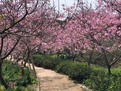 -天适樱花悠乐园