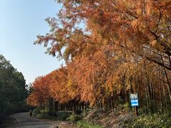 -上海海湾国家森林公园