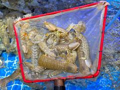 -前王院•巧克力海鲜市集餐厅(万平口店)