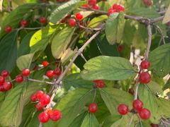 -永定河休闲森林公园