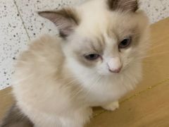 -猫域·湾主题猫咖·宠物吧(南坪城市广场店)