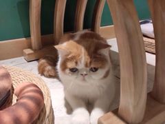 -飞行喵MR PILOT|猫舍·猫咖(静安大融城店)