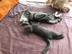 -瑞鹏宠物医院·骨科·猫科·内科(第一中心)