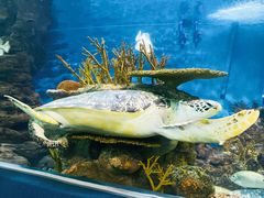 -上海海洋水族馆