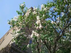 android_upload_pic-辽宁大学(崇山校区)