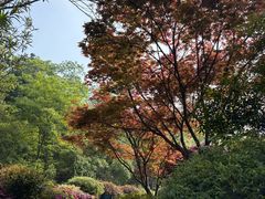 -桃花岭景区