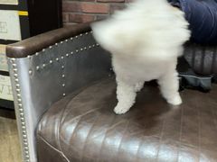 -宠颐生斯嘉宠物医院·急重症·心内科(谷阳北路分院)