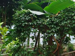 -石家庄市植物园