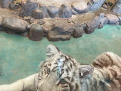 -横道河子东北虎林园