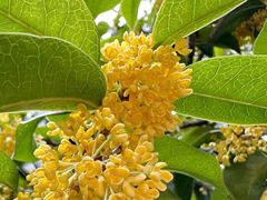 -大龙山(地铁站)