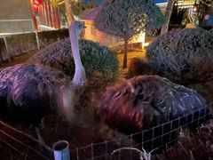 -有喜胶东小馆(超极合生汇太申祥和店)