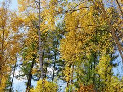 -塞罕坝国家级自然保护区