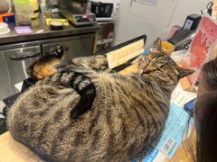 -猫的天空之城概念书店(杭州南宋御街店)