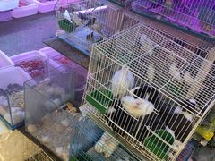 -双季花艺园艺市场(浦东店)