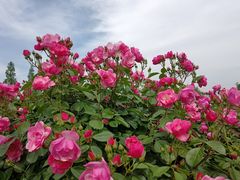-上海辰山植物园