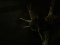 iphone_upload_pic-清迈夜间动物园