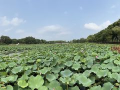 -洪湖生态旅游区