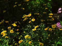 -西湖风景区-江洋畈生态公园