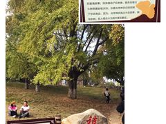 -千年银杏谷文化旅游区