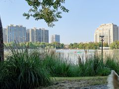 -南翔镇银翔湖公园