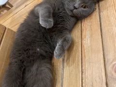-猫的茶·猫咖