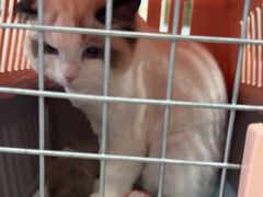 -乐琪宠物医院·犬猫专科·骨外科·急重症