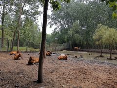 -溱湖国家湿地公园