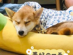 -逗柴咖啡屋·狗咖猫咖宠物桌游