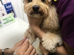 -创凡宠物医院·骨专科  猫科中心(西乡分院)