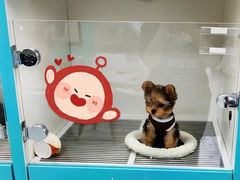 -萌宠之家·腊肠犬·马尔泰·小体犬舍