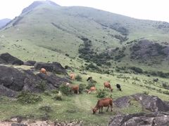 -大姆山草场