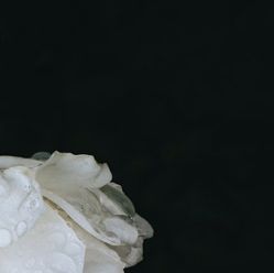 -凡碧诗毛孔收细