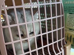 -艾贝尔宠物医院 ·中兽医·宠保定点(北门桥店)