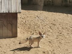 -深圳野生动物园