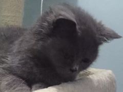 -爱侣宠医·鹦鹉专科·小型哺乳类·异宠专科(灵石路店)