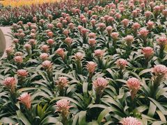 -南山植物园