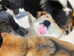 -柴务处·柴犬主题狗咖