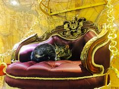 -more than meow吴止猫主题餐厅(承德 中船汇店)